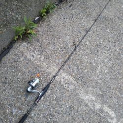 今日も釣れます!