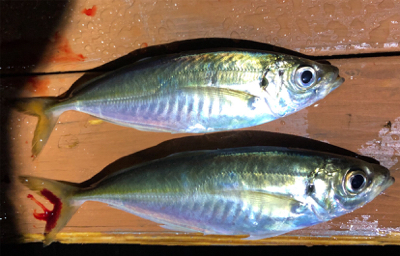 元号またぎライトゲーム