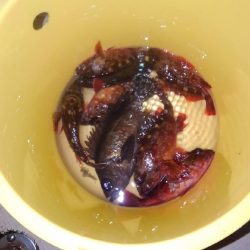 ロックフィッシュショート便