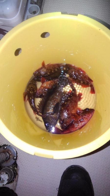 ロックフィッシュショート便