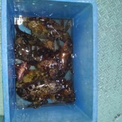 ロックフィッシュショート便参戦‼️