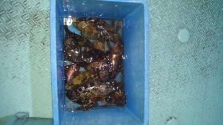 ロックフィッシュショート便参戦‼️