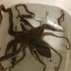 アジング、エギング