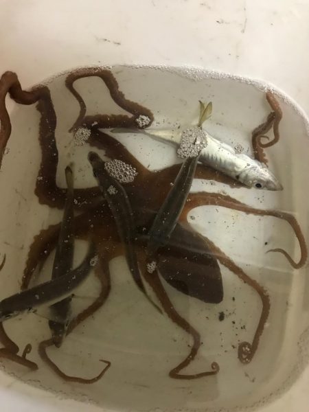 アジング、エギング