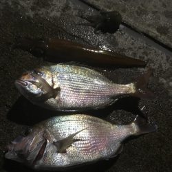 ラストヤリイカ