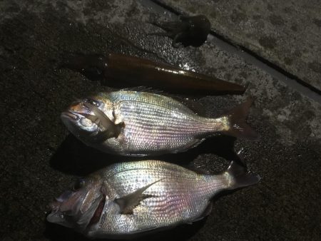 ラストヤリイカ