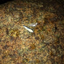 シーバスリベンジ