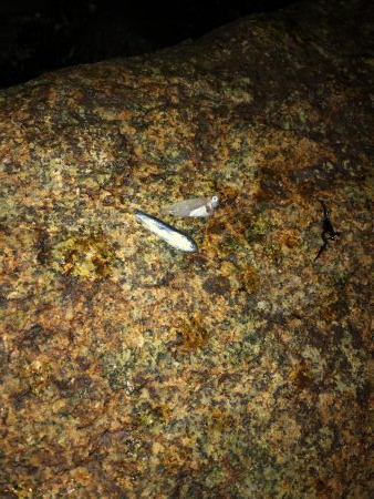 シーバスリベンジ