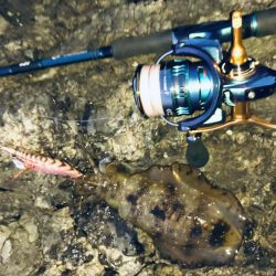 シーバスとエギングへ