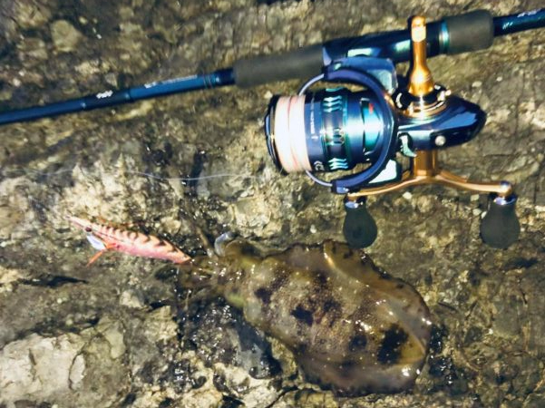 シーバスとエギングへ