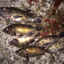 爆風メバリング