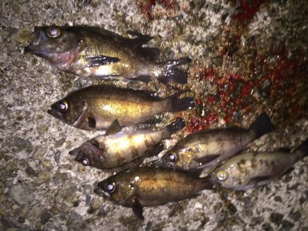 爆風メバリング