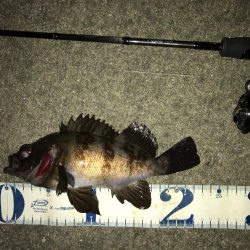 強風の中のワンチャン