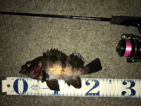 強風の中のワンチャン