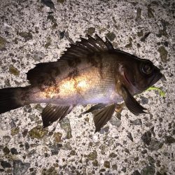 メバリングで3目釣り