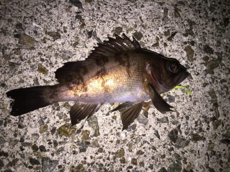 メバリングで3目釣り