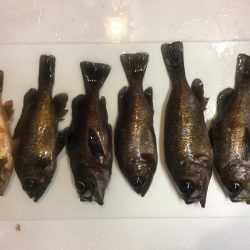 プラッキングシーズン！