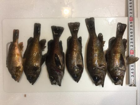 プラッキングシーズン！