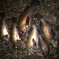 快釣メバリング