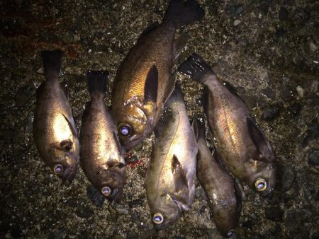 快釣メバリング