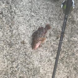 メバル・ガシラ