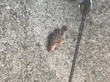 メバル・ガシラ