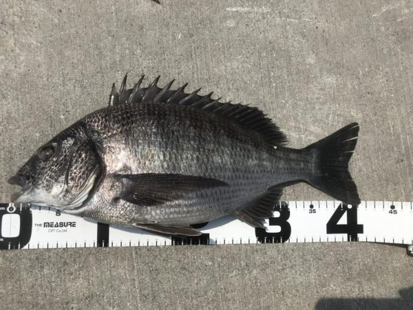 イチノ兄弟、釣果！