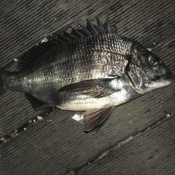 イチノ兄弟、釣果！