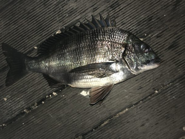 イチノ兄弟、釣果！