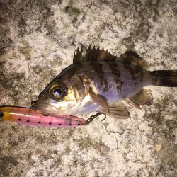 雨にも負けず！