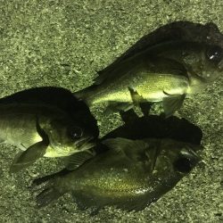 眠れないのでメバル調査