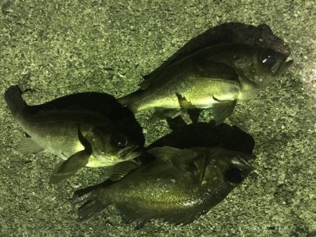 眠れないのでメバル調査