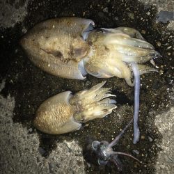 のんびりイカ釣り