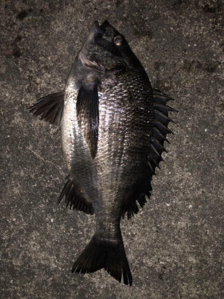 イチノ兄弟、釣果!