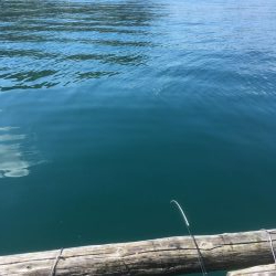 ウチノ海イカダでサビキ釣り