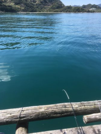 ウチノ海イカダでサビキ釣り