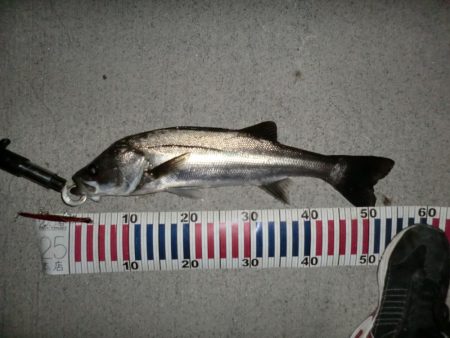 バチパターンでした。