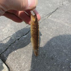 ファミリーフィッシングの爆春には程遠い