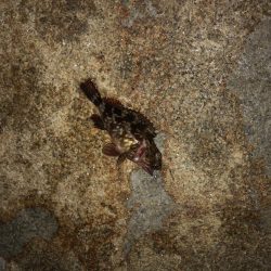 当たりはあるけど、、、