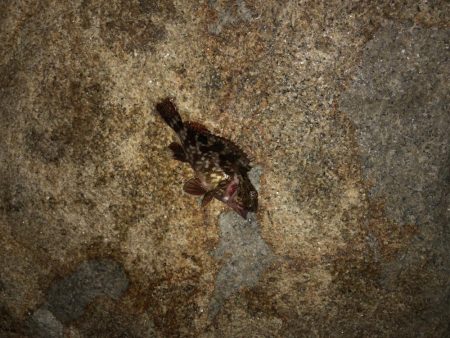 当たりはあるけど、、、