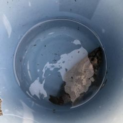 久しぶりの根魚