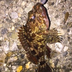 今日もフロート！