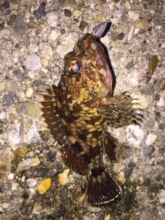 今日もフロート！