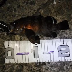 ライトフィッシング×生エサ＝7魚種達成