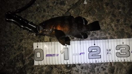 ライトフィッシング×生エサ＝7魚種達成