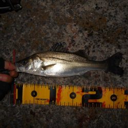 イワシパターン?で入れ食いを楽しんでみる♪