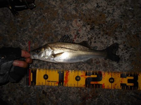 イワシパターン?で入れ食いを楽しんでみる♪