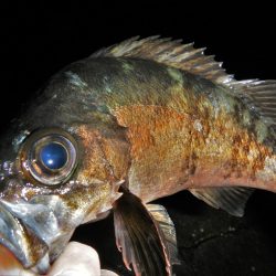 良い引きでした