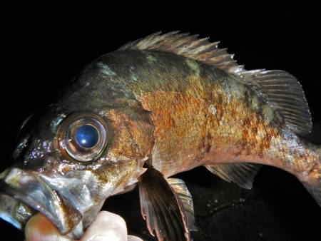 良い引きでした