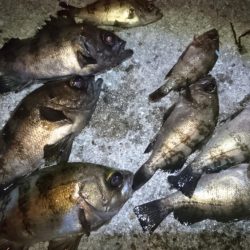 ジグパラマイクロメバリング！！